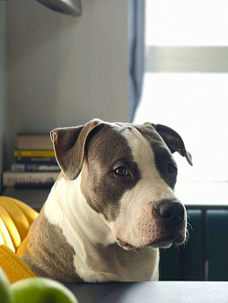 Фродо ищет новый дом