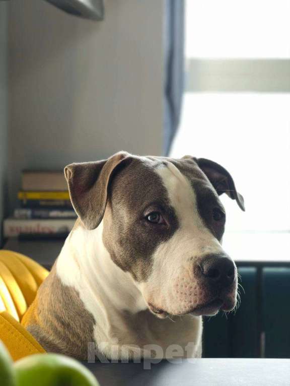 Собаки в Москве: Фродо ищет новый дом Мальчик, 20 000 руб. - фото 1