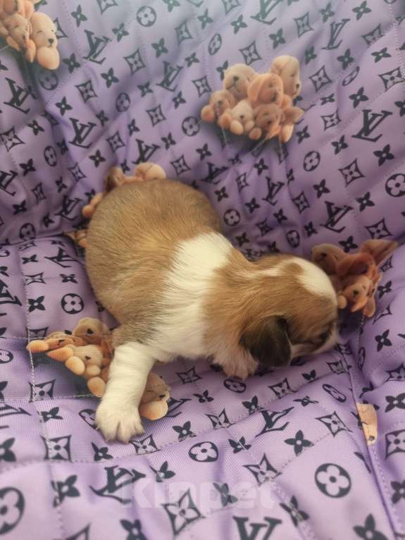 Собаки в Калининграде: Щенок Чихуахуа д/ш, мальчик Мальчик, Бесплатно - фото 4