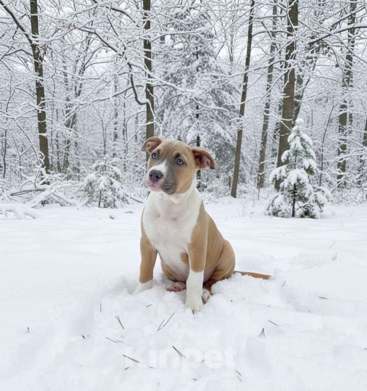 Собаки в Нижнеудинске: Щенки Американского Стаффордширского терьера Девочка, 35 000 руб. - фото 1