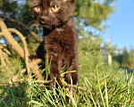 Кошки в других городах Ленинградской области: Чарльз бурый котенок Мальчик, 125 000 руб. - фото 1