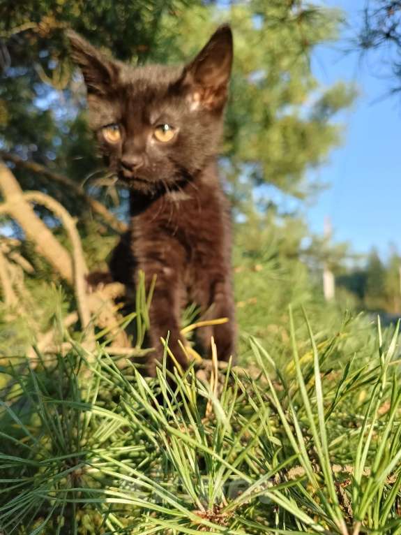Кошки в других городах Ленинградской области: Чарльз бурый котенок Мальчик, 125 000 руб. - фото 1