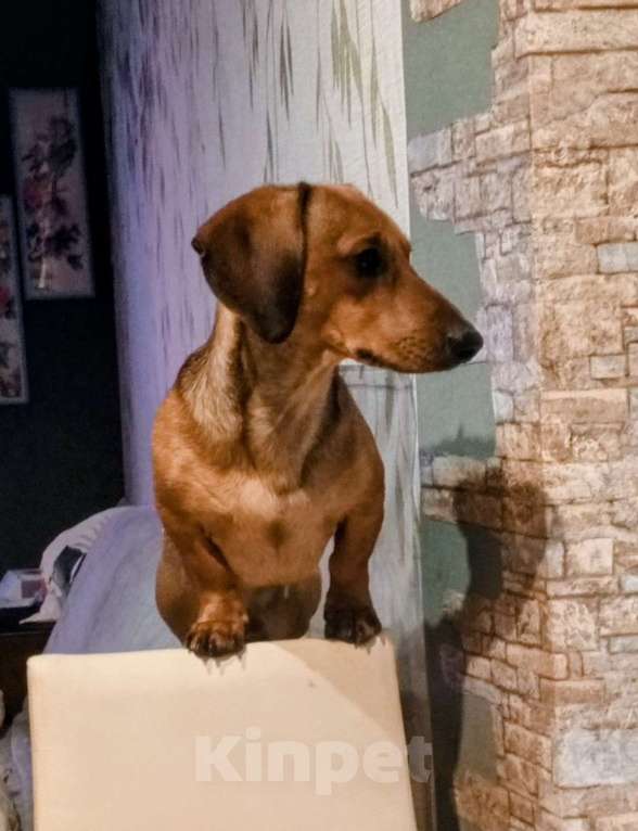 Собаки в Санкт-Петербурге: Щенок карликовой таксы короткощерстной, мальчик. Мальчик, 15 000 руб. - фото 6