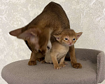 Кошки в Москве: Абиссинские котята Девочка, 60 000 руб. - фото 2