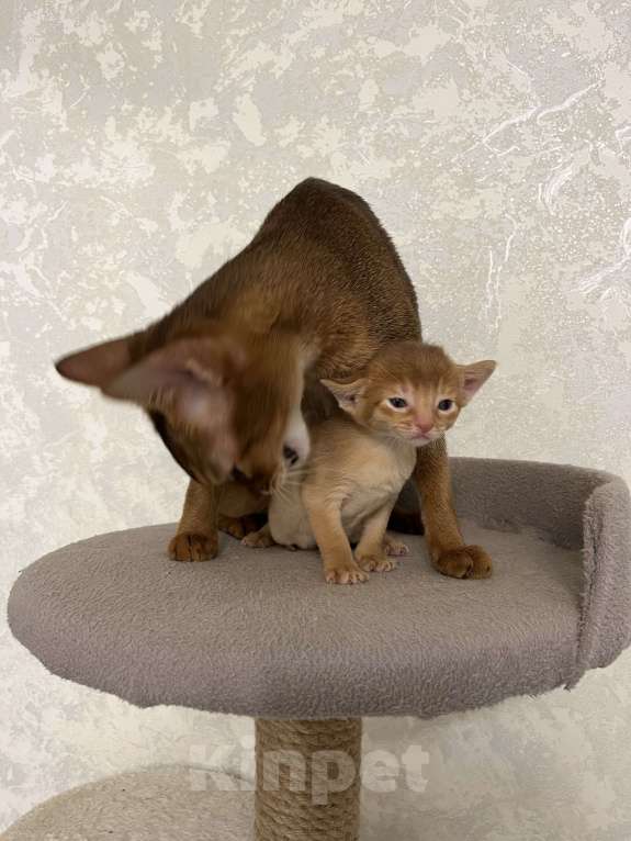 Кошки в Москве: Абиссинские котята Девочка, 60 000 руб. - фото 2