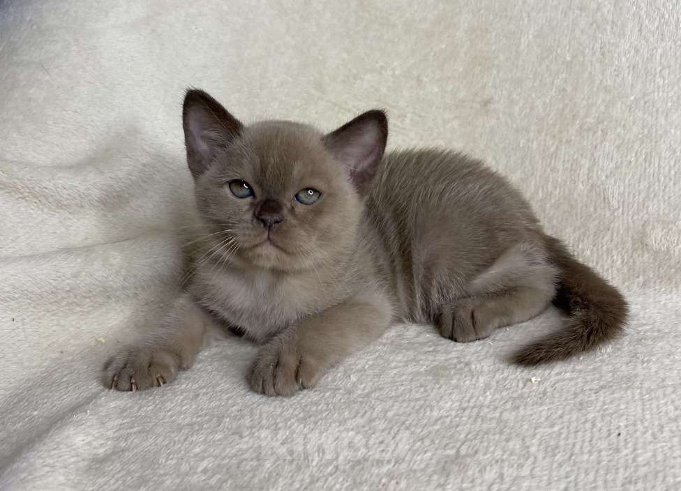 Кошки в Дмитрове: Шоколадный бурманский мальчик Barni Мальчик, 80 000 руб. - фото 1