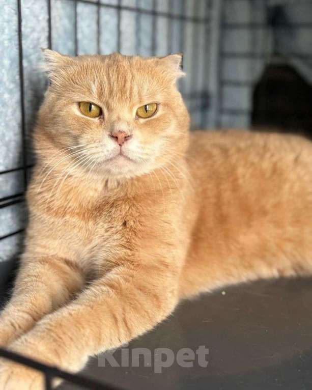 Кошки в Москве: Шотландский рыжий котик в дар Мальчик, Бесплатно - фото 2