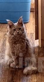 Кошки в Дмитрове: Мальчик мейн-кун Мальчик, 20 000 руб. - фото 2