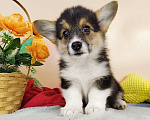 Собаки в Москве: Щенки Вельш Корги Пемброк РКФ Девочка, 50 000 руб. - фото 4