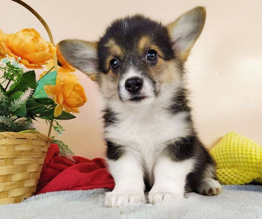 Собаки в Москве: Щенки Вельш Корги Пемброк РКФ Девочка, 50 000 руб. - фото 4