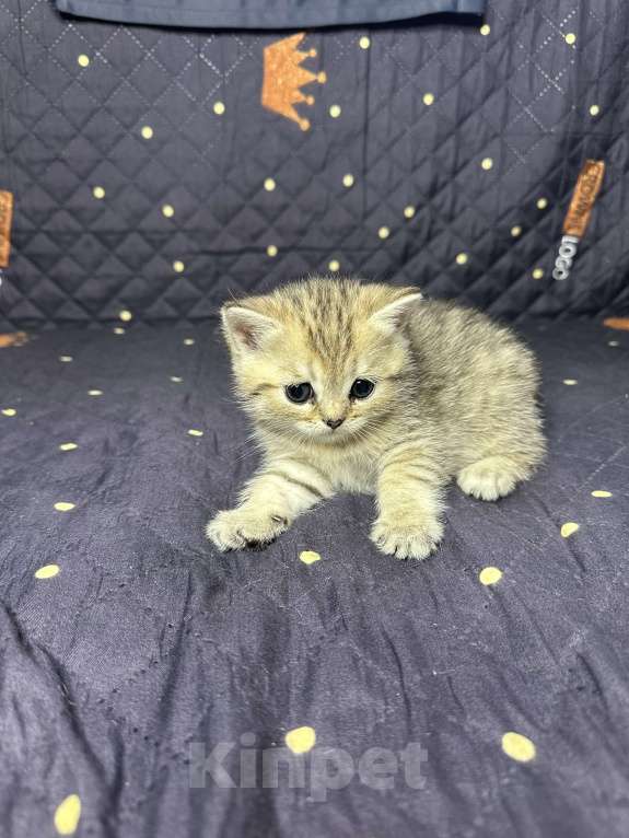 Кошки в Москве: Котенок скотиш страйт  Девочка, Бесплатно - фото 2