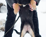 Собаки в Сергиеве Посаде: Лайма в добрые руки  Девочка, Бесплатно - фото 4