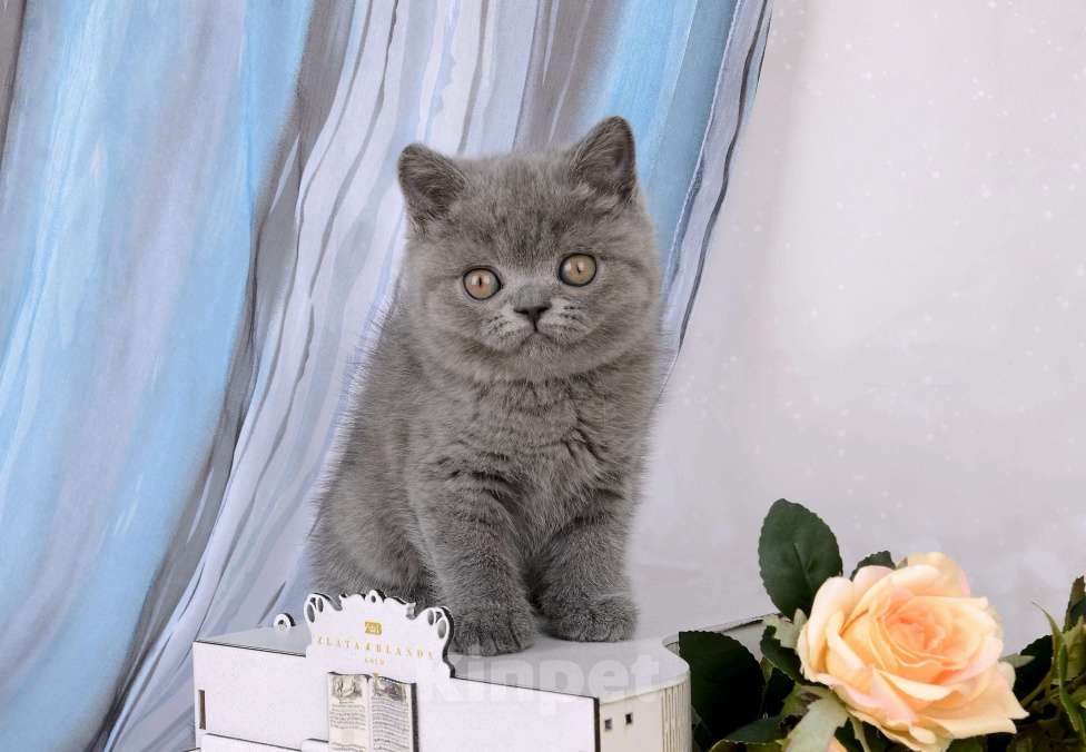 Кошки в Санкт-Петербурге: Британский котик, голубой окрас Мальчик, 65 000 руб. - фото 4