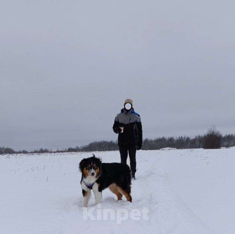 Собаки в других городах Ярославской области: Аусси Бруно Мальчик, 15 000 руб. - фото 2
