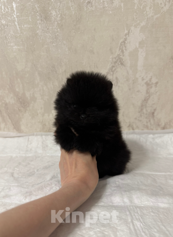 Собаки в Москве: Черный мальчик Мальчик, 30 000 руб. - фото 1