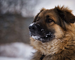 Собаки в Москве: ЗНАКОМЬТЕСЬ: РОСКОШНАЯ СОБАКА ГЕРДА Девочка, Бесплатно - фото 1