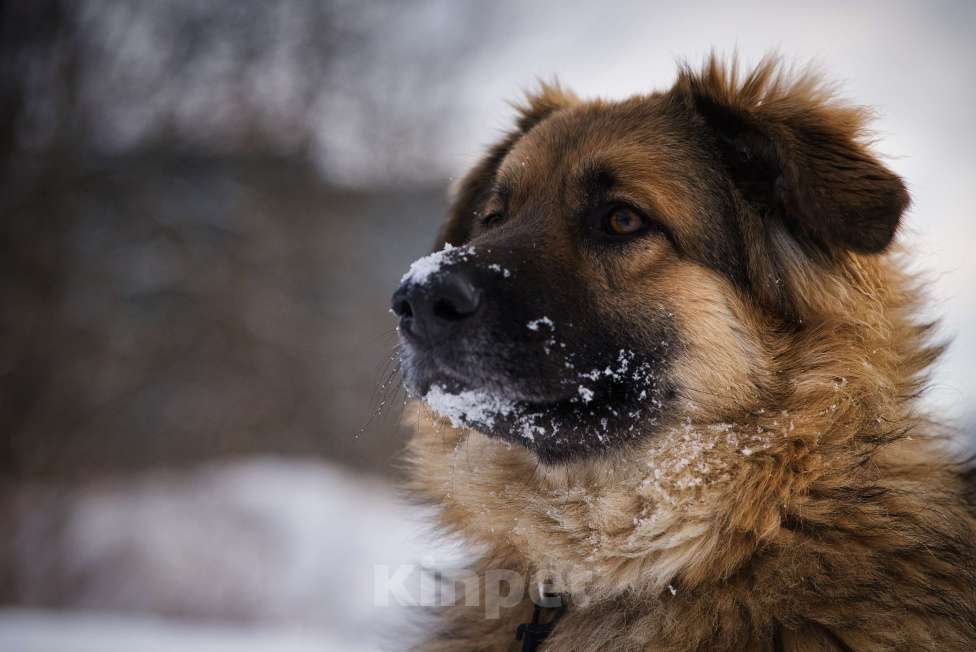 Собаки в Москве: ЗНАКОМЬТЕСЬ: РОСКОШНАЯ СОБАКА ГЕРДА Девочка, Бесплатно - фото 1