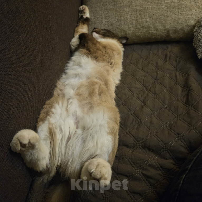 Кошки в Мытищах: Котики в добрые руки Мальчик, Бесплатно - фото 1