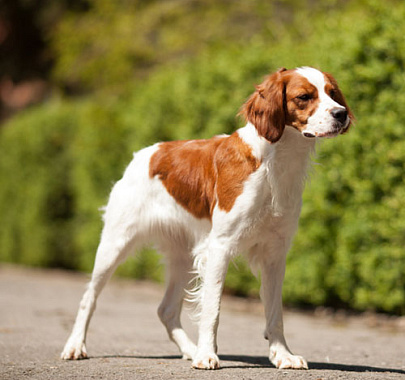 Бретонский эпаньоль