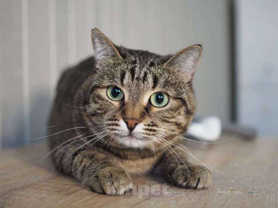 Кошки в Москве: Котик Бусик в добрые руки Мальчик, Бесплатно - фото 4