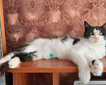Кошки в Санкт-Петербурге: ласковая Белочка ждет своего человека) Девочка, Бесплатно - фото 5