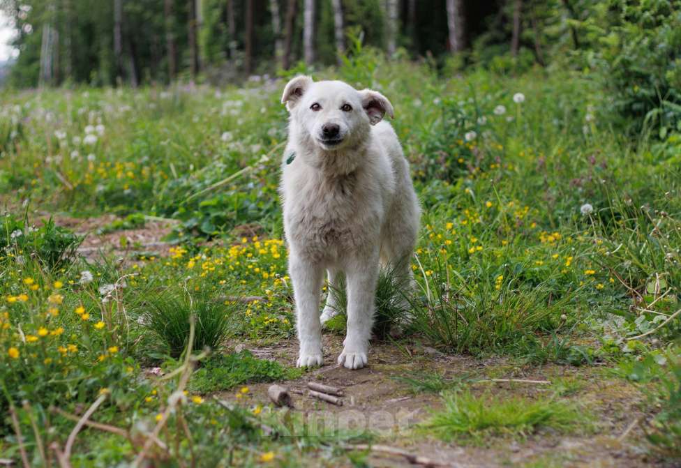 Собаки в других городах Московской области: Кокос Мальчик, Бесплатно - фото 2