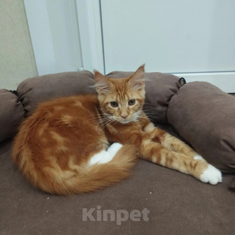 Кошки в Кропоткине: Кошечка мейн-кун с документами Девочка, 35 000 руб. - фото 1