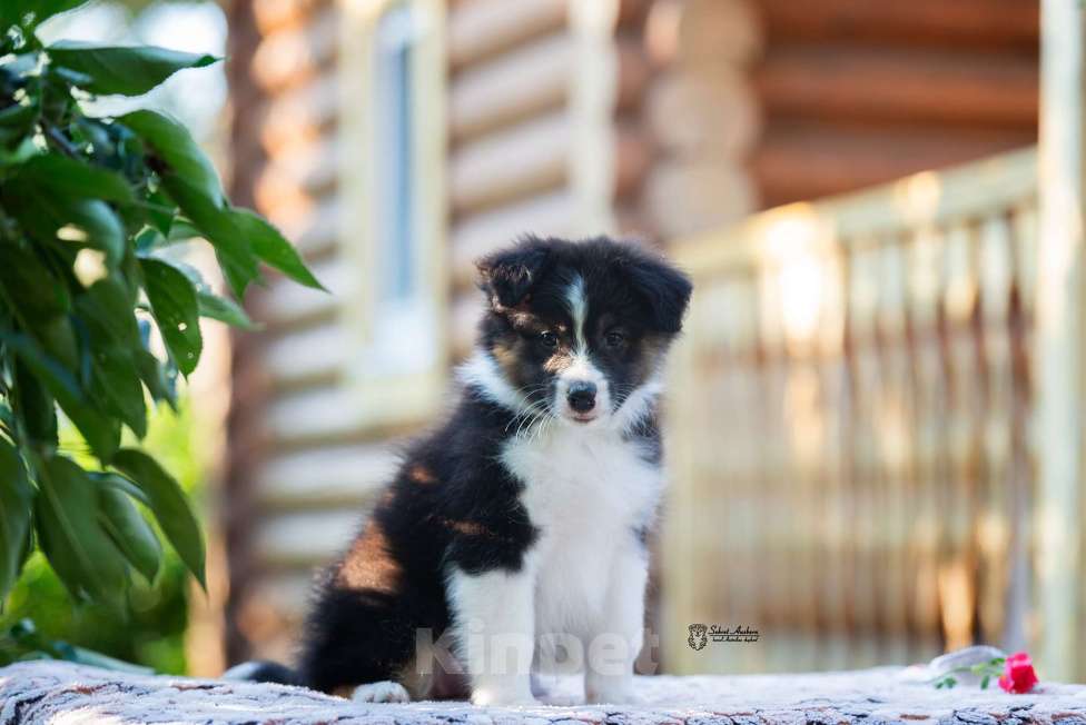 Собаки в Москве: австралийская овчарка аусси Девочка, 50 000 руб. - фото 4