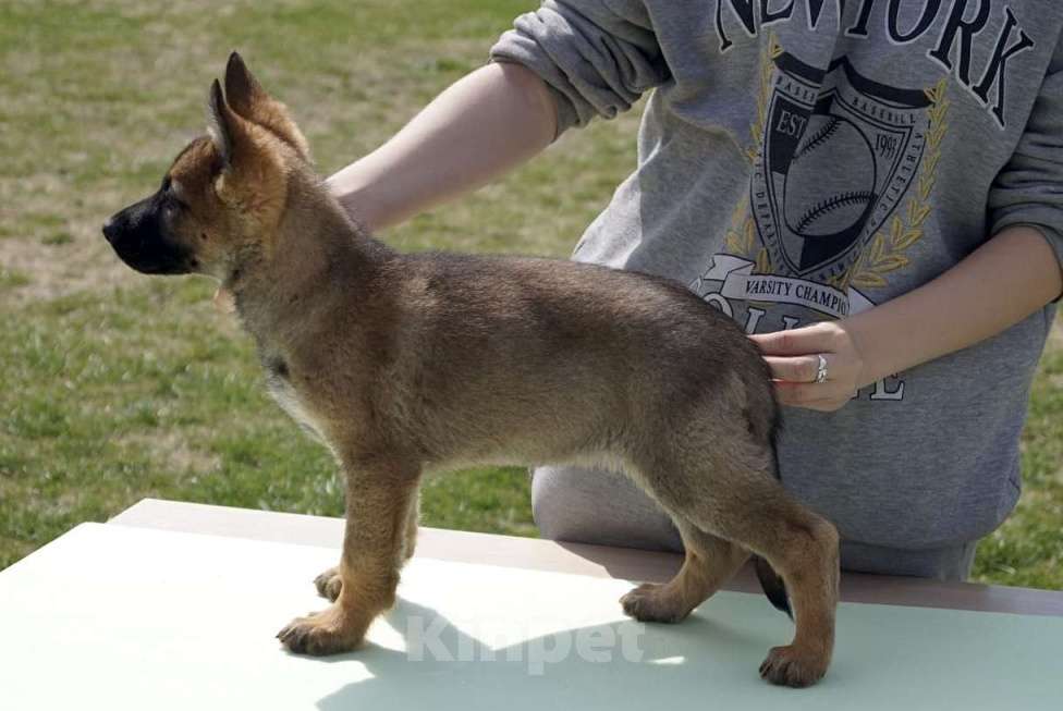 Собаки в Анапе: Продаются потрясающие щенки немецкой овчарки  Девочка, 60 000 руб. - фото 4