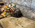 Кошки в Лыткарино: Кошка Люся 1 год Девочка, 2 000 руб. - фото 2