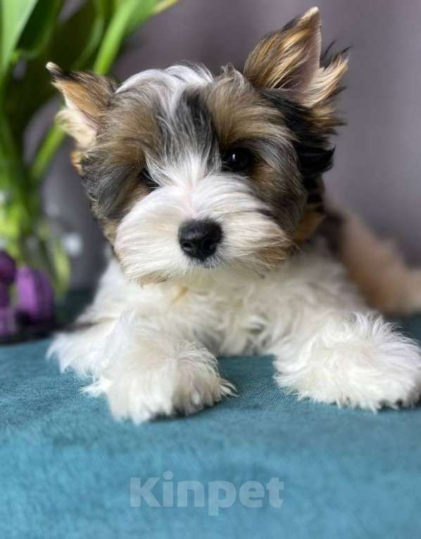 Собаки в Вологде: Очень красивый, яркий щенок породы бивер терьер. Мальчик, 70 000 руб. - фото 1