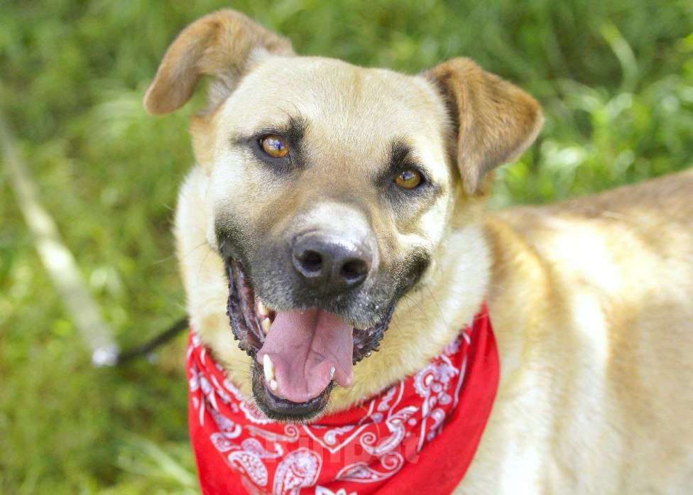 Собаки в других городах Московской области: Красавчик Джек Мальчик, Бесплатно - фото 2