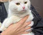 Кошки в Москве: Кошка, которую Девочка, Бесплатно - фото 3