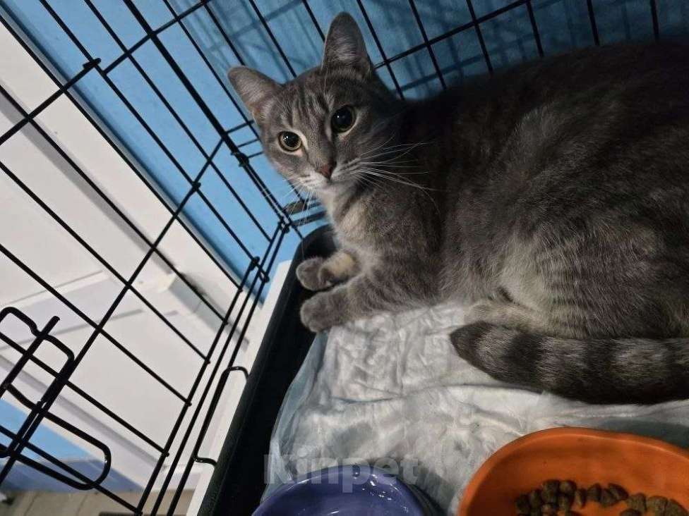Кошки в Москве: Брошен в морозы на улице, котик в добрые руки Мальчик, Бесплатно - фото 4