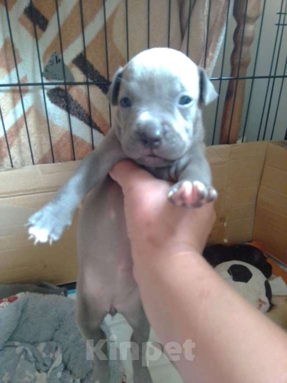 Собаки в Ульяновске:  Бронь на щенков питьбуля, 4помет прививки по возрасту, родители проживают с детьми адекватные. Мальчик, 20 000 руб. - фото 6