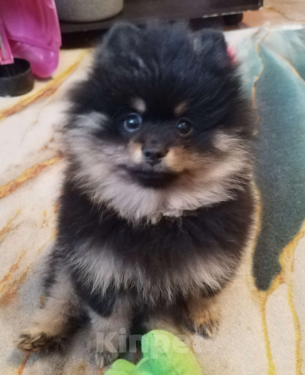 Собаки в Дзержинском: Щенки малого немецкого шпица Мальчик, Бесплатно - фото 3