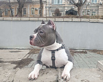 Собаки в Астрахани: Американский Булли РАННЕЕ БРОНИРОВАНИЕ Девочка, 150 000 руб. - фото 3