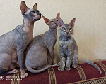 Кошки в Ачинске: Горячее счастье Сфинкс, 100 руб. - фото 2