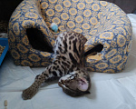 Кошки в Москве: Азиатские леопардовые котята  Мальчик, 150 000 руб. - фото 2
