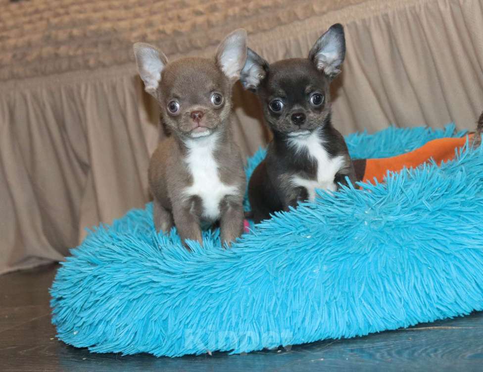 Собаки в Москве: Лиловый и Голубой Чихуахуа Мальчик, 55 000 руб. - фото 2