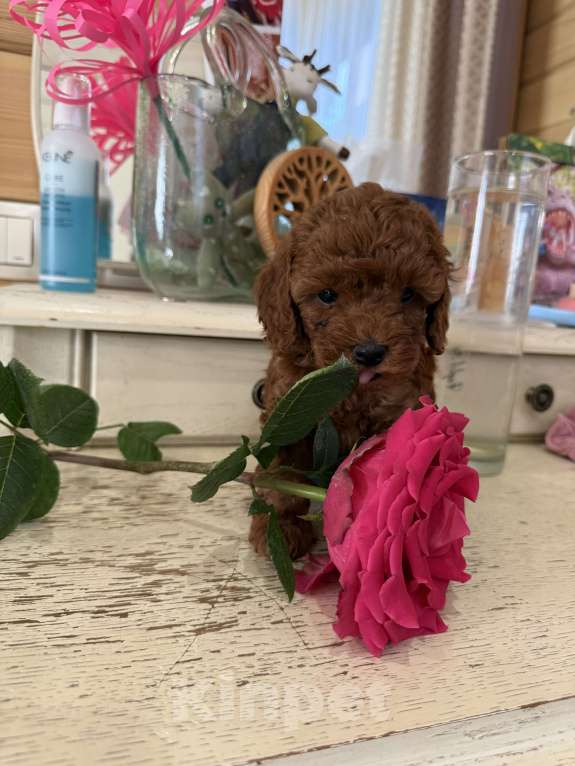 Собаки в Новосибирске: Той пудель девочка (документы РКФ) Девочка, 180 000 руб. - фото 3