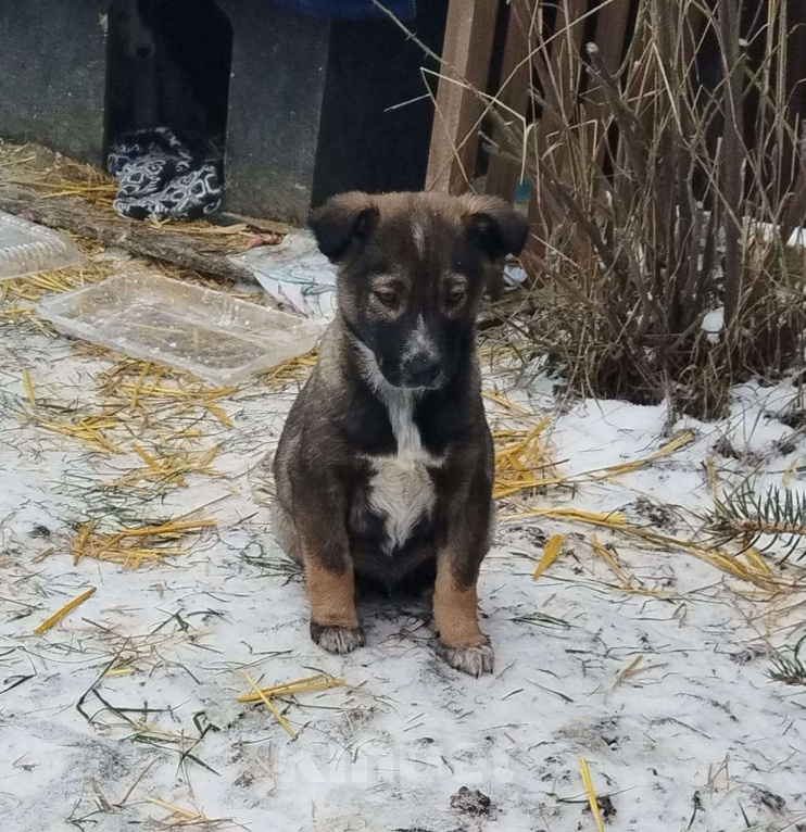 Собаки в других городах Тульской области: Отдам щенят-найдёнышей в добрые руки Мальчик, Бесплатно - фото 3