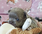 Собаки в Новосибирске: Мальчик Чихуахуа Мальчик, Бесплатно - фото 2