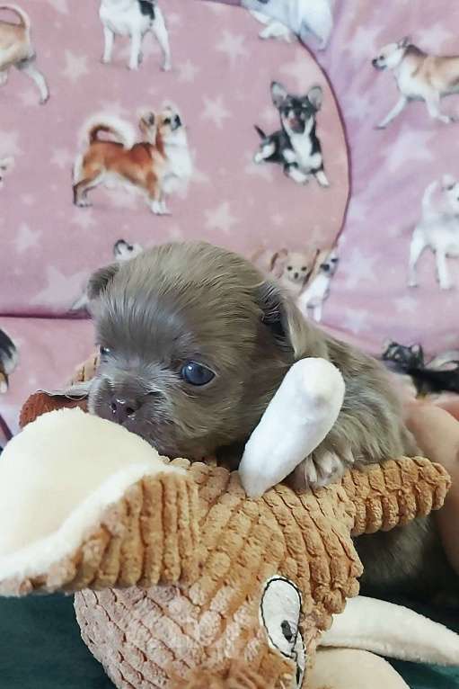 Собаки в Новосибирске: Мальчик Чихуахуа Мальчик, Бесплатно - фото 2