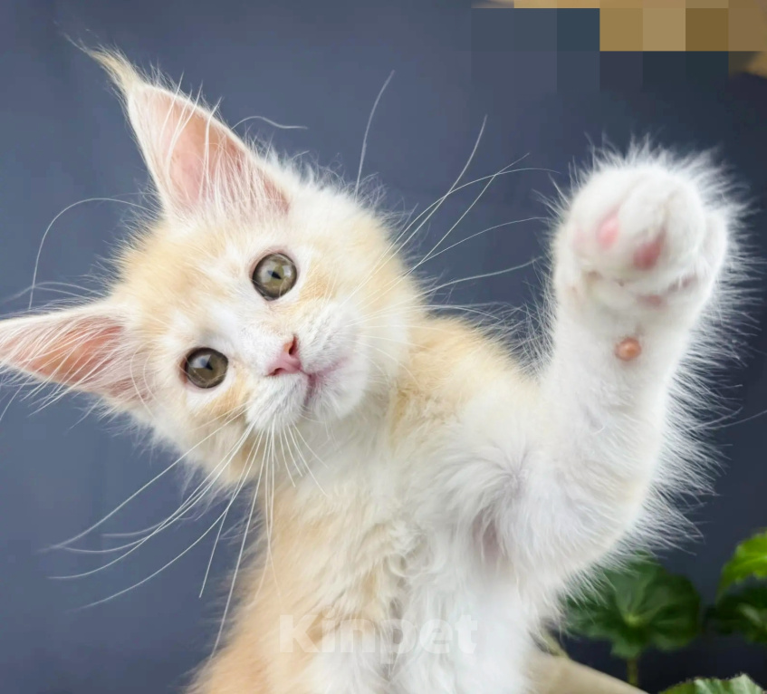 Кошки в Липецке: Котята мейн-кун Разнополые, Бесплатно - фото 7