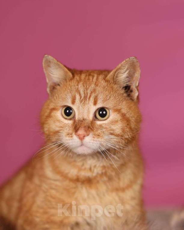 Кошки в Москве: Рыжий кот Коля ищет дом Мальчик, Бесплатно - фото 2