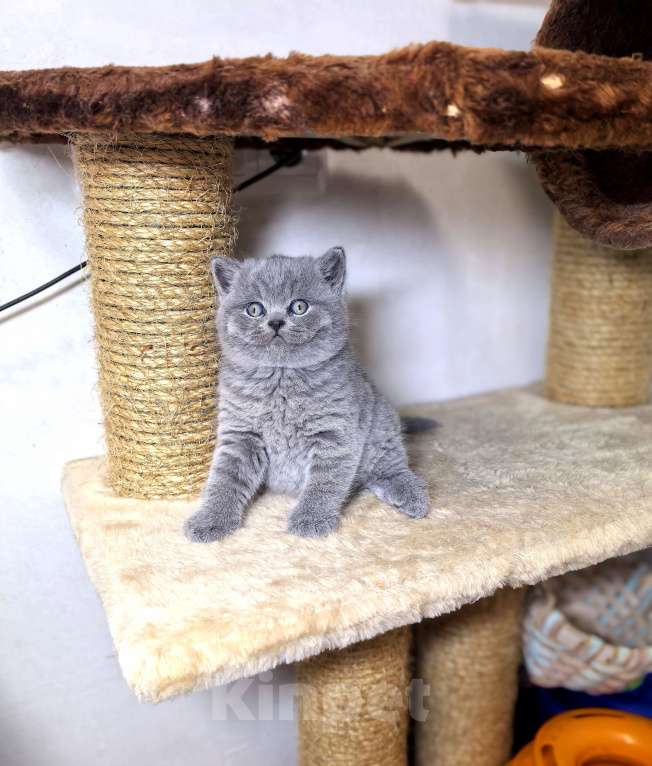 Кошки в Краснодаре: Бриташки-очаровашки 💗 Мальчик, 60 000 руб. - фото 1