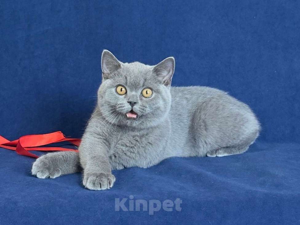 Кошки в Челябинске: Британский котенок с родословной Мальчик, Бесплатно - фото 2