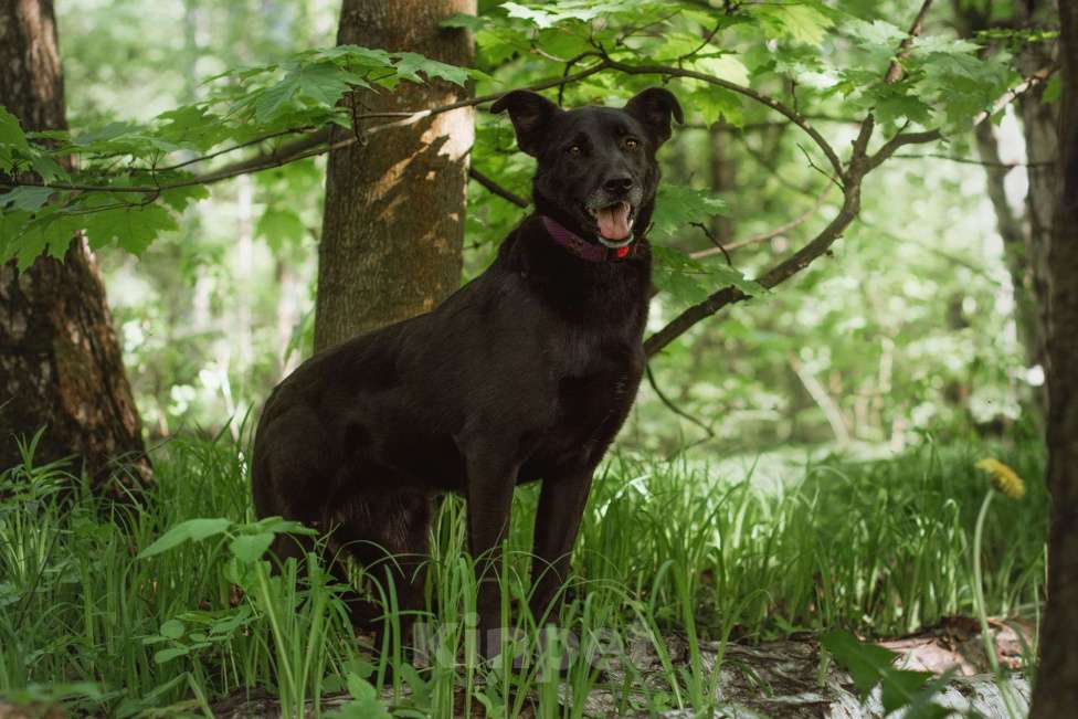 Собаки в Москве: Озорная Тата мечтает обрести любящих родителей Девочка, Бесплатно - фото 5