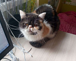 Кошки в Москве: Экзотическая кошка отдам в хорошие руки Девочка, Бесплатно - фото 2